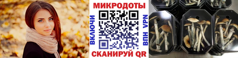 где можно купить   Тайга  Псилоцибиновые грибы GOLDEN TEACHER 